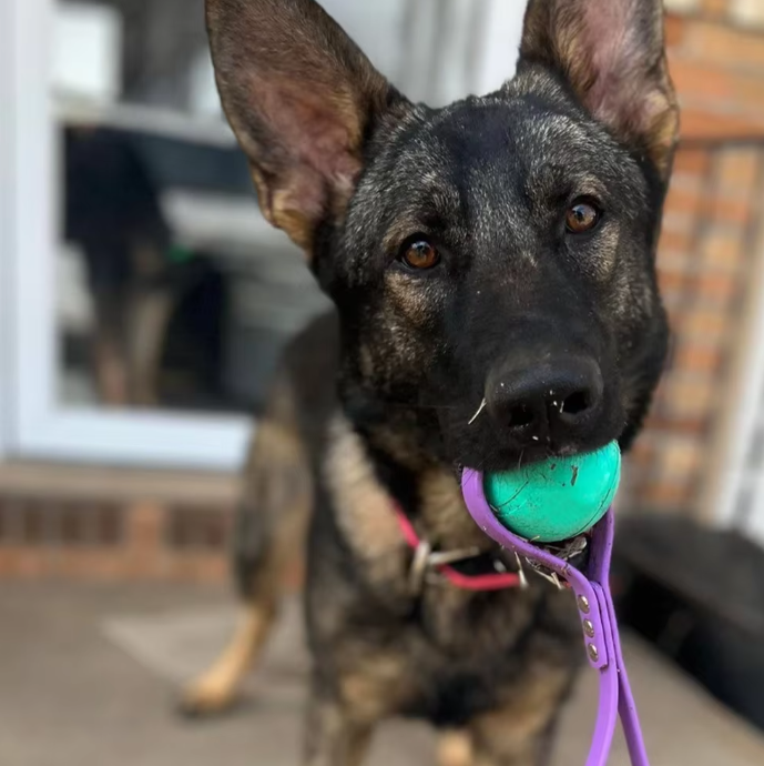 Waterproof and Durable Tennis Ball Dog Toy